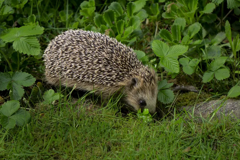 2020 05 27a egel hedgehog 4189030 1920 pixabay com