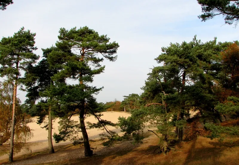 2020 11 11c drunense duinen in de omgeving van de pessert foto annie van bokhoven
