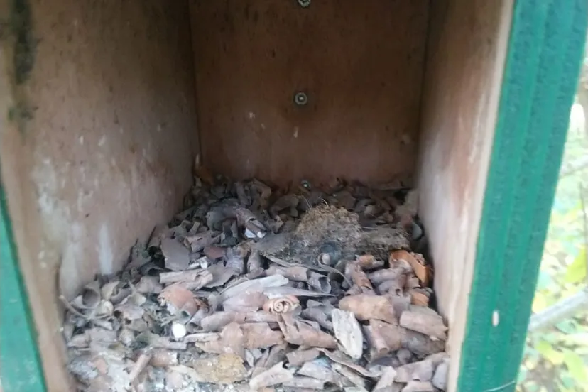 2020 11 25b nmvh persbericht epr 2020 nest boomklever