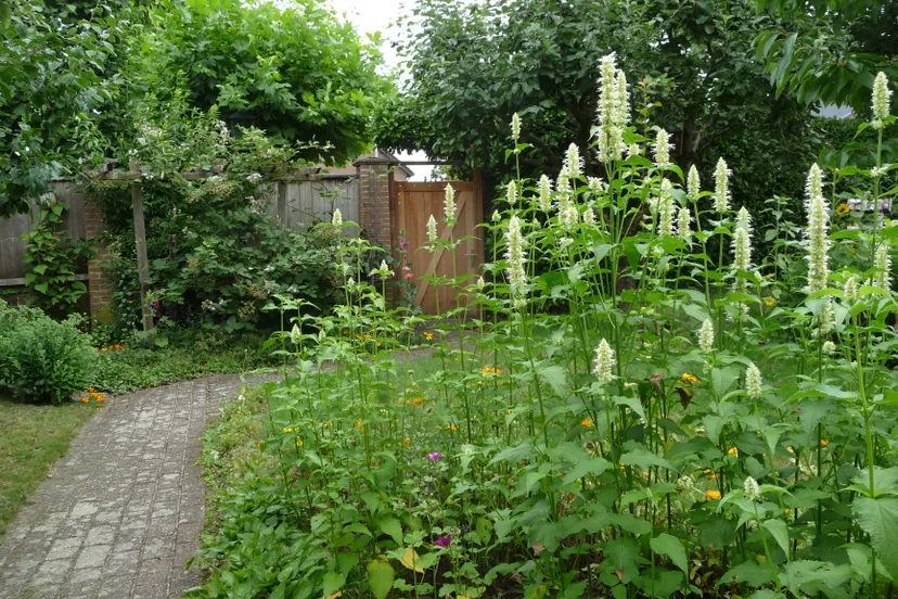 2020 12 16 dropplant pad poort p1080110