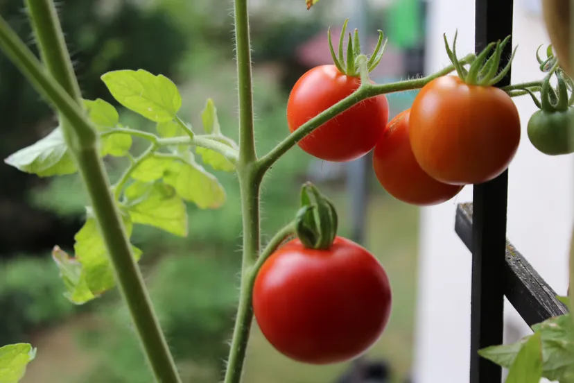 2021 01 06y persbericht nmvh tomaten in tuin foto pixabay com tomatoes 3580521 1920