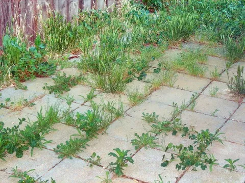 2021 01 13y persbericht https localwikiorg yuba sutter common garden weeds