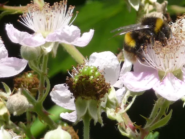 2021 01 20y nmvh persbericht braam en hommel p1080303 uitsnede