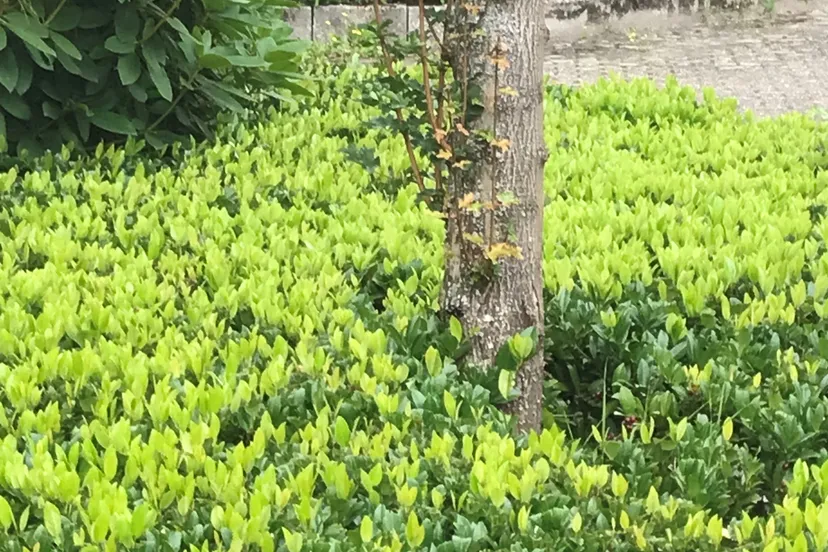 2021 07 28a persbericht nmvh celsiuslaan vlijmen img 3519 kopie 1