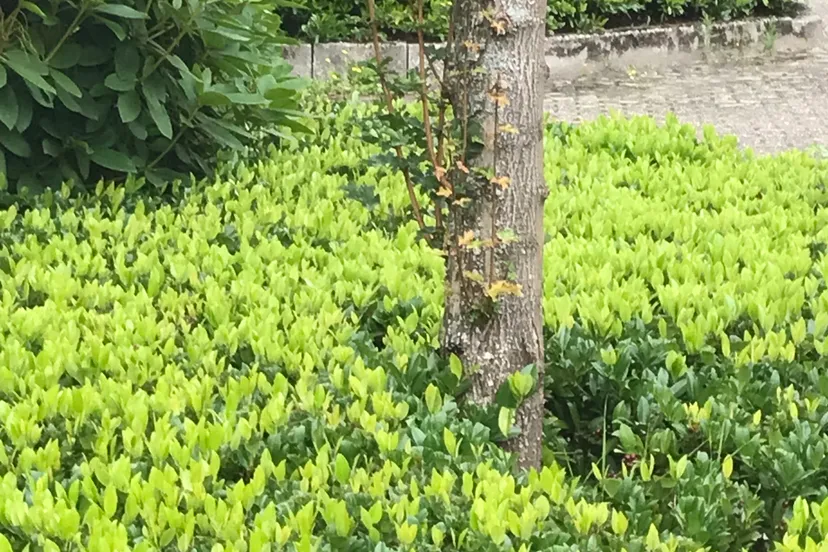 2021 07 28a persbericht nmvh celsiuslaan vlijmen img 3519 kopie