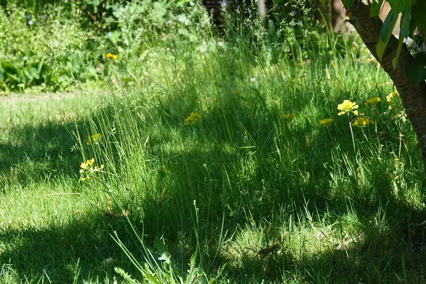 2021 08 25a netheidssyndroom persbericht sierlook gele allium moly dsc00043