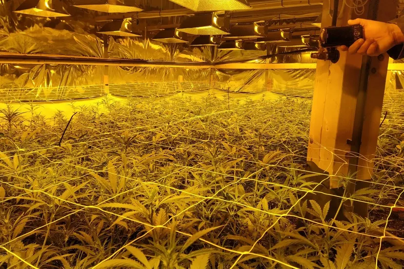 20211208 hennepkwekerij in garagebox 3