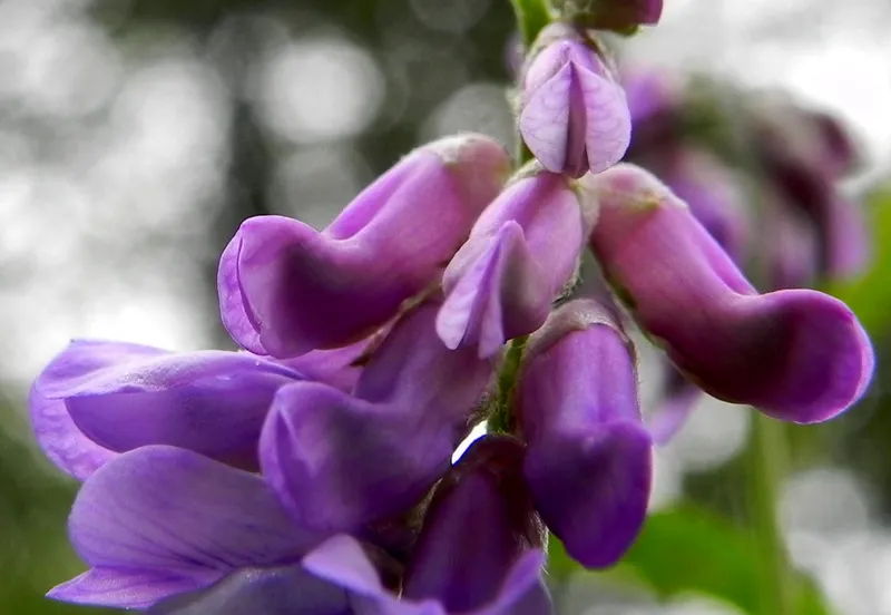 2022 02 13 vogelwikke foto annie van bokhoven