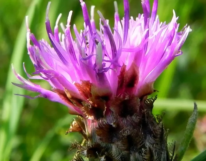 2022 03 016a knoopkruid foto annie van bokhoven 2011 07 15 67