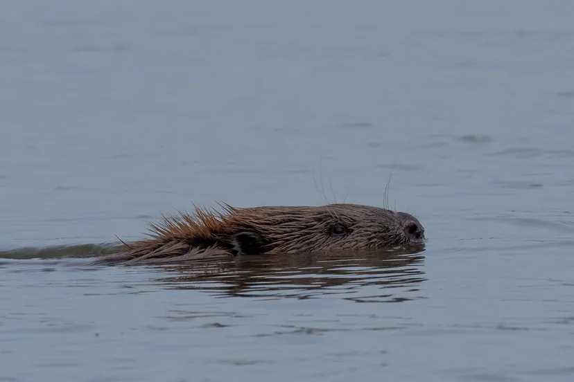 2023 05 14a nmvh persbericht zoogdieren lezing bever foto ate dijk 1