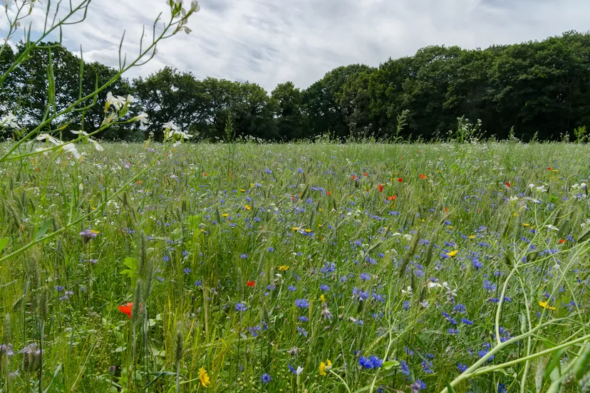 2023 08 20 wandeling fons graanakker 5