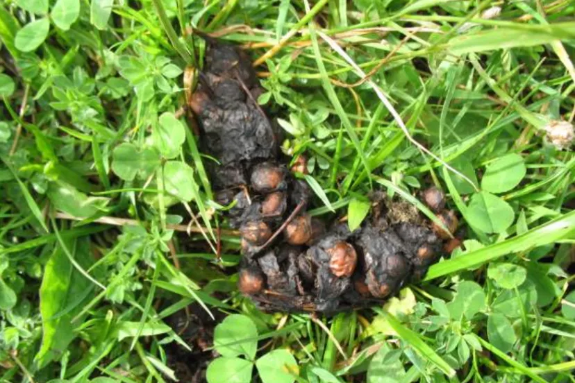 2023 11 05 lezing diersporen vossenuitwerpsel na het eten van kersen van amerikaanse vogelkers foto annemarie van diepenbeek 1
