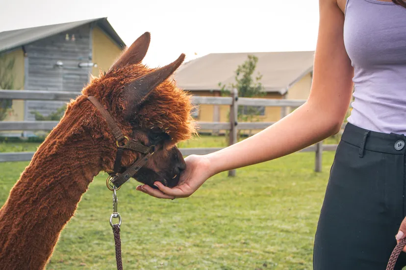 20231201 wandelen met een alpaca bij de smulhoeve