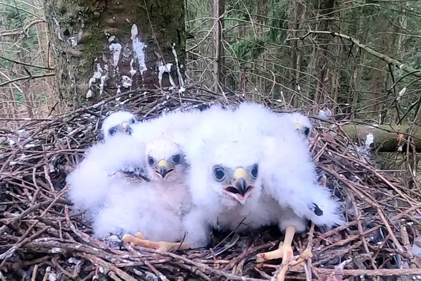 2024 02 18a persbericht nmvh roofvogels