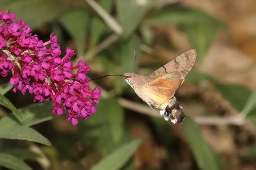 2024 04 24a persbericht nmvh lezing de rol van nachtvlinders in de natuurimg 5301ts94tr kolibrievlinder p van breugel resize