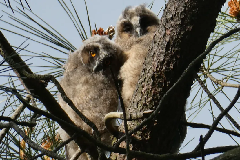 2024 05 19a persbericht nmvh lezing uilen 2 jonge ransuilen img 20230523 wa0012