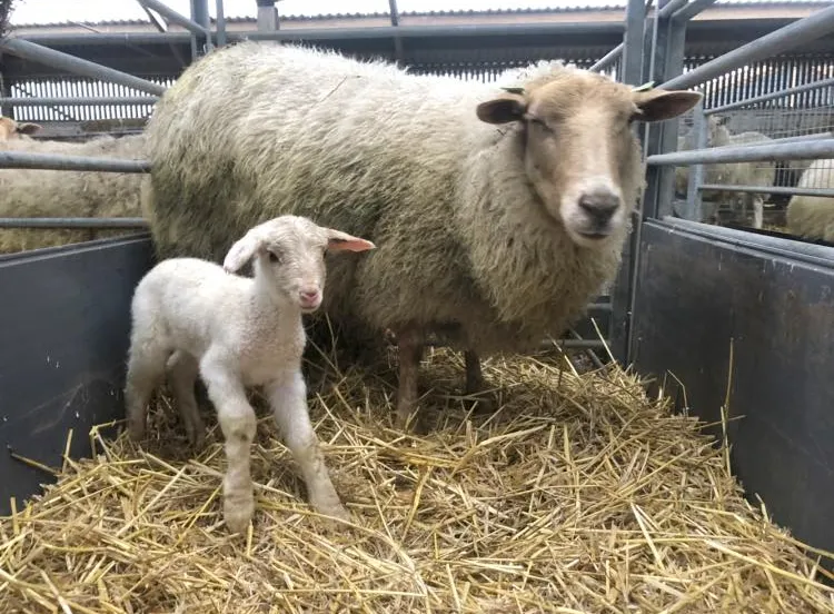 271811316 4859828067409836 8118312186894324540 n