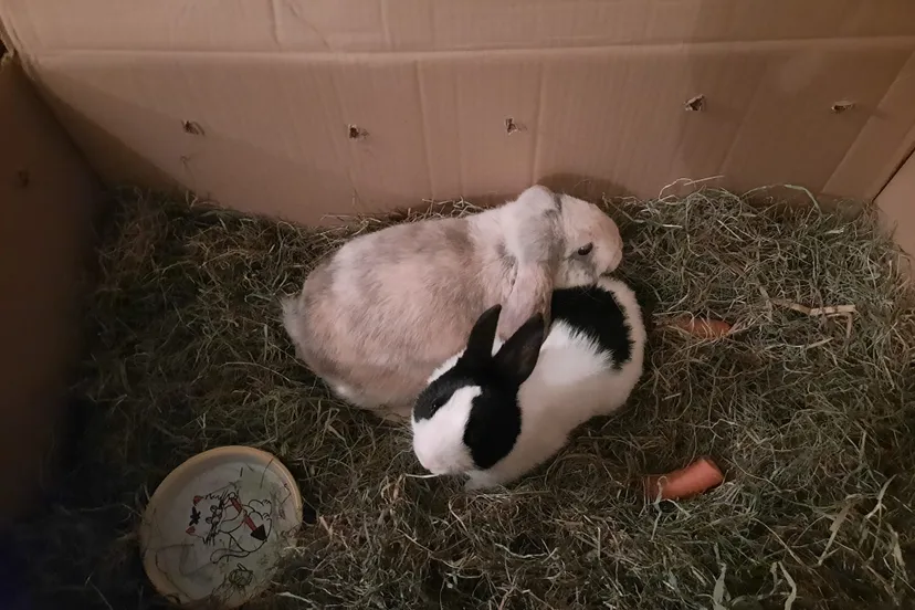 277525029 1011894342868424 8668980051042112754 n