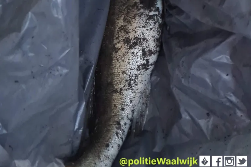 278794020 348011120693447 1219130915646746269 n