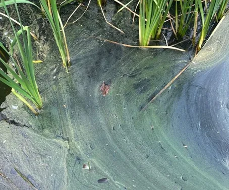 347251942 657552169745625 3313770022207135167 n