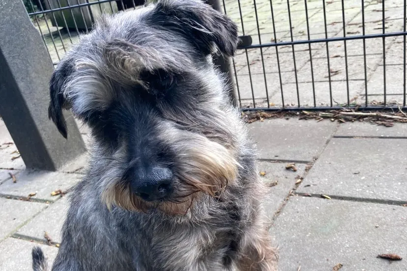 540491d0 759a 41c1 ad92 d7780367245d