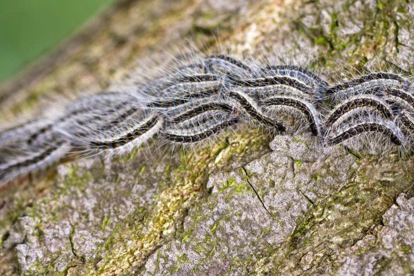 67342064 2287663144644577 4919679467548311552 o