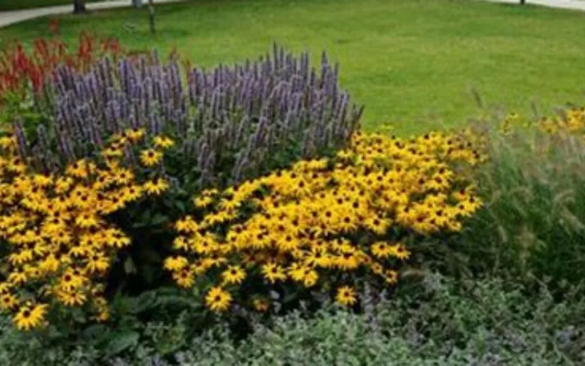 afbeelding2 915x518 1