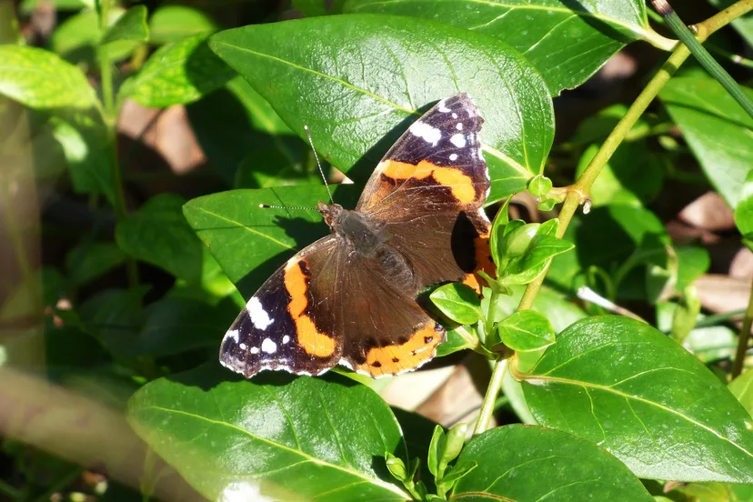 atalanta 2088840 1280