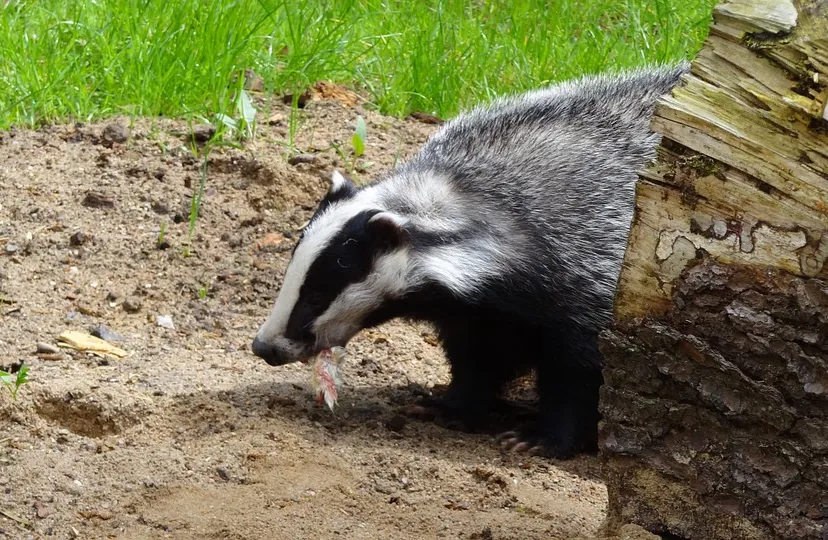 badger 44195 960 720