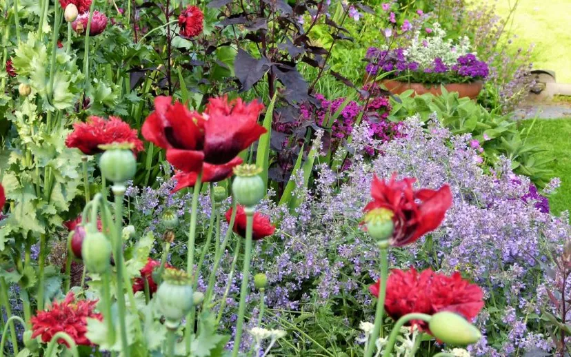 basiscursus tuinieren bloemen 915x518 1