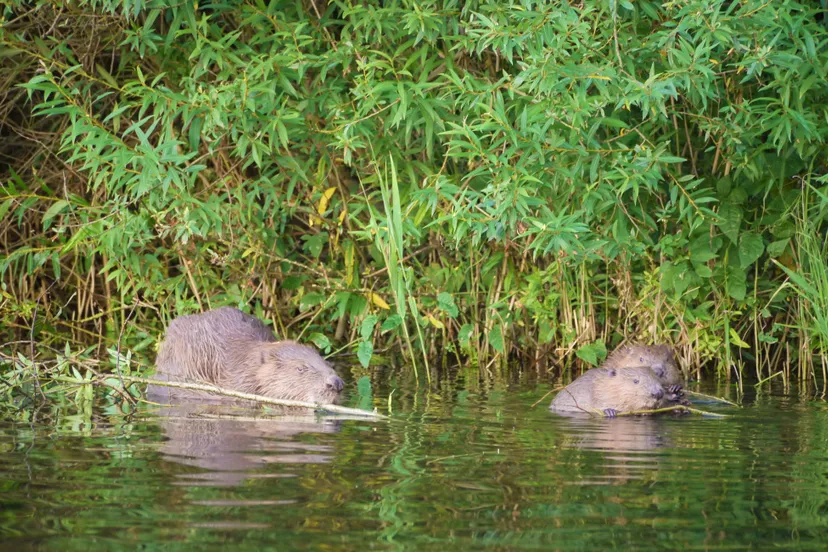 bevers willy de koning