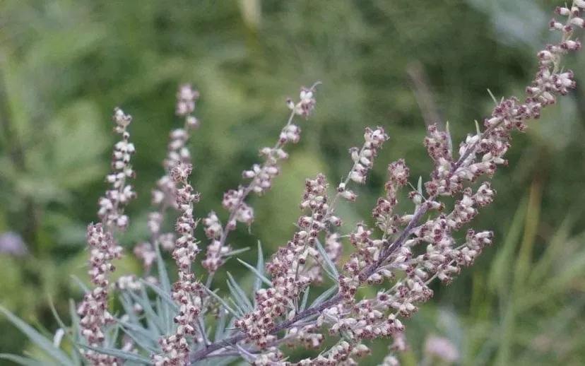 bijvoet pollen hooikoorts 915x518