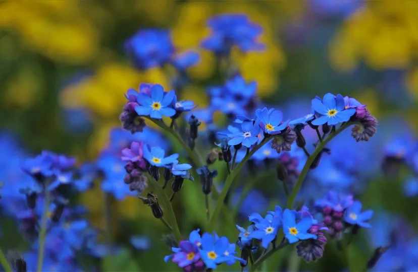 blue 4179147 960 720