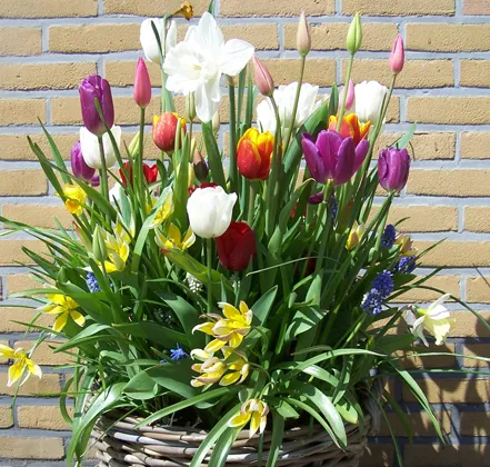 bollenmand 1