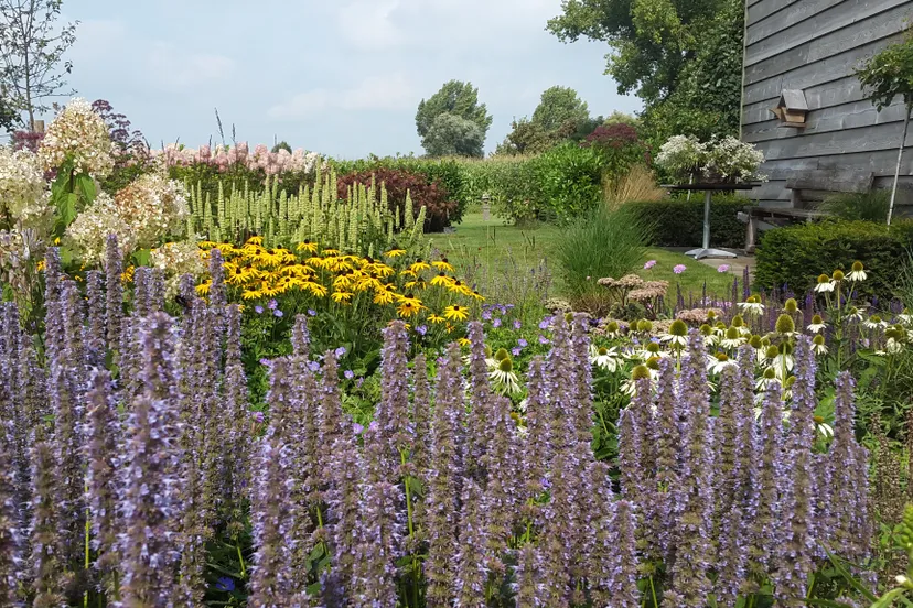 boomkwekerij struijk