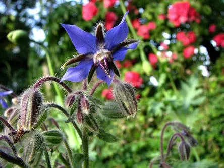 borage
