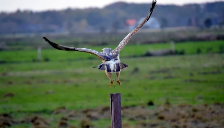 buzzard 952487 960 720 715x408