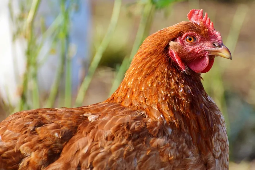 chicken 2901901 960 720