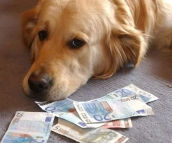 csm hondenbelasting 1 bc7737808f 600x500