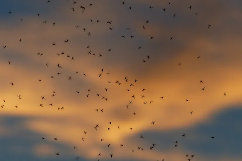 dance schools 1837658 1280