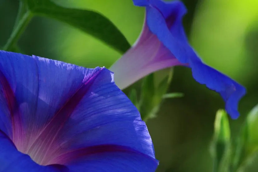 duolg3cpy4eykjehpbkmeew8n langer bloei ipomoea purpurea marcel batist