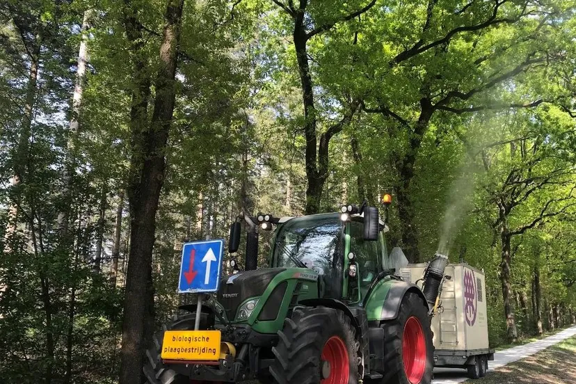 eikenprocessierups bestrijding