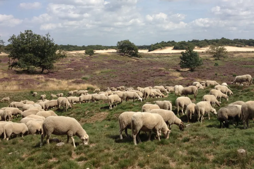 ersxixubnt5kiwe9hsv2j17ln begrazing op de loonse en drunense duinen