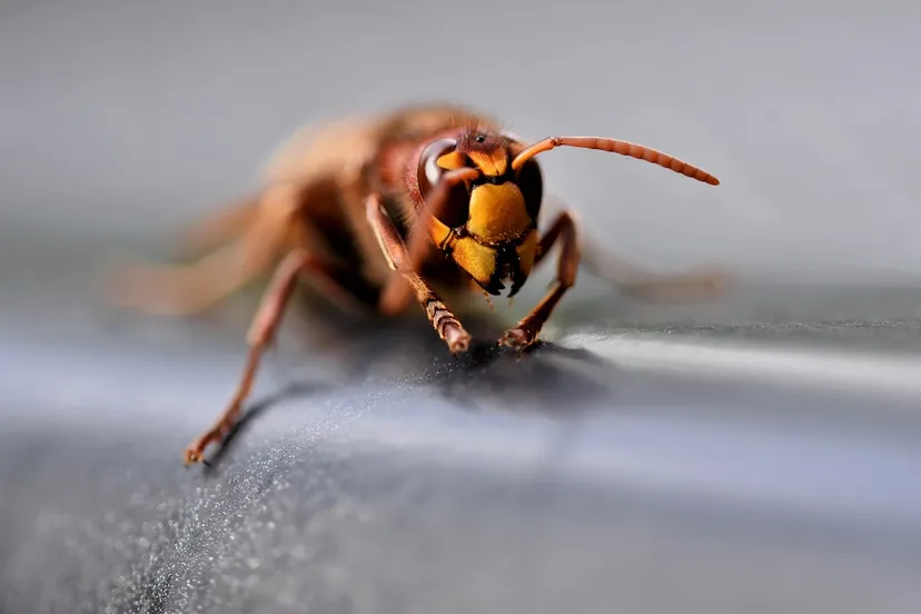 european hornet 7454546 1280