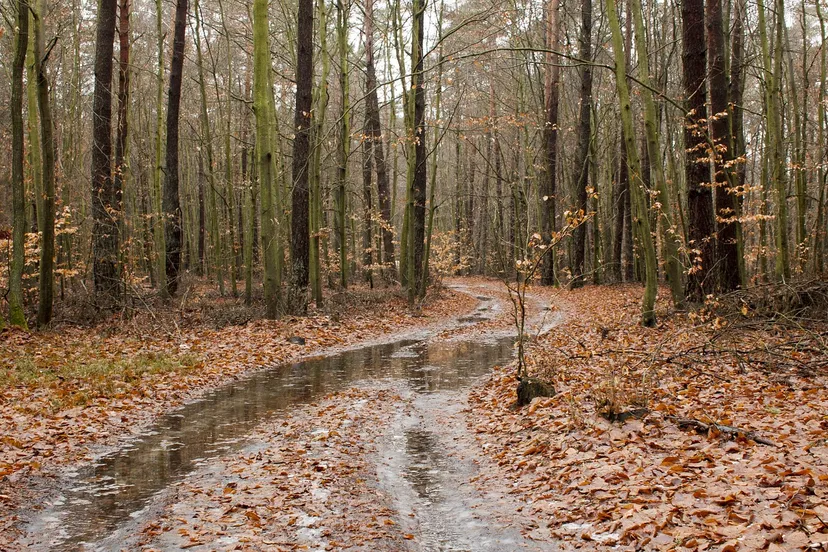 forest road 4953321 1280