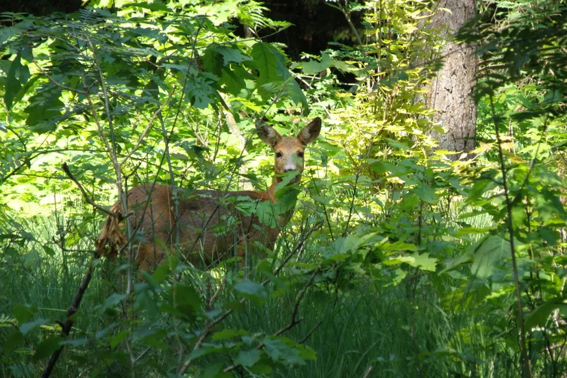 foto andre van drunen ree p6051462