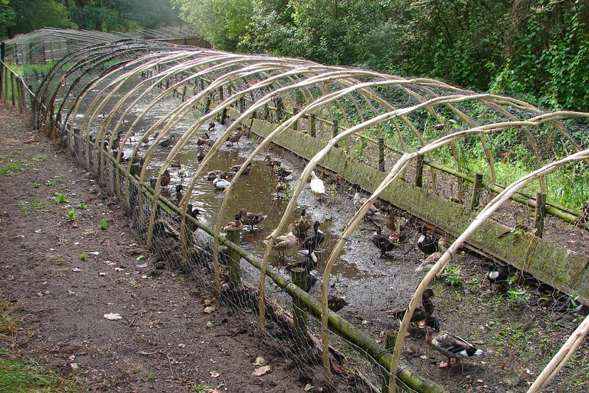foto fons mandigers eendenkooi lezing 1 dsc00705