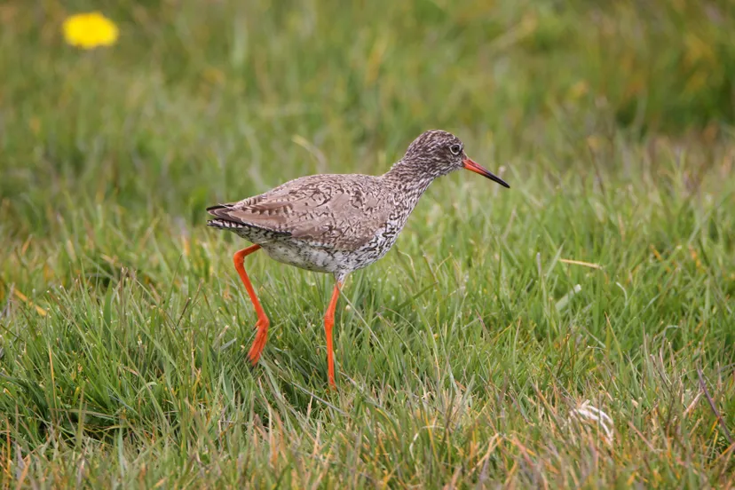 foto tureluur credit karsten