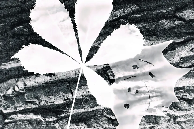 fotografiek 2 dokaclub waalwijk