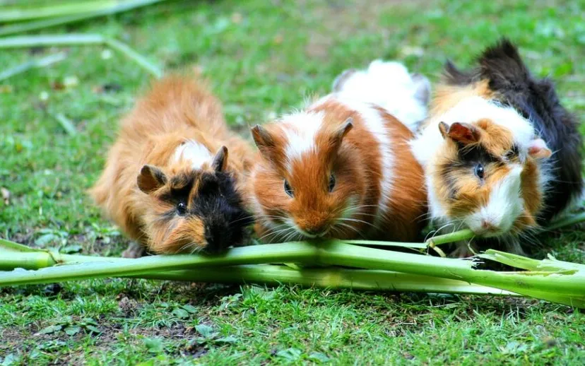 guinea pig 208438 960 720 915x518 1